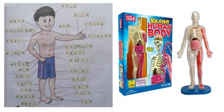 human body toys